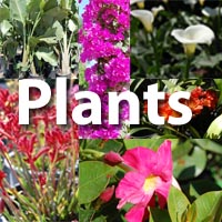 Plants